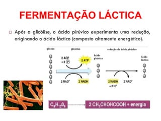 FERMENTAÇÃO LÁCTICA
 