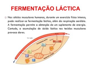 FERMENTAÇÃO LÁCTICA
 