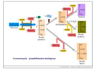 AULA 8-9 - RESPIRAÇÃO CELULAR E FERMENTAÇÃO.ppt