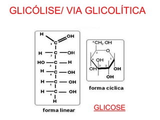 GLICÓLISE/ VIA GLICOLÍTICA
GLICOSE
 