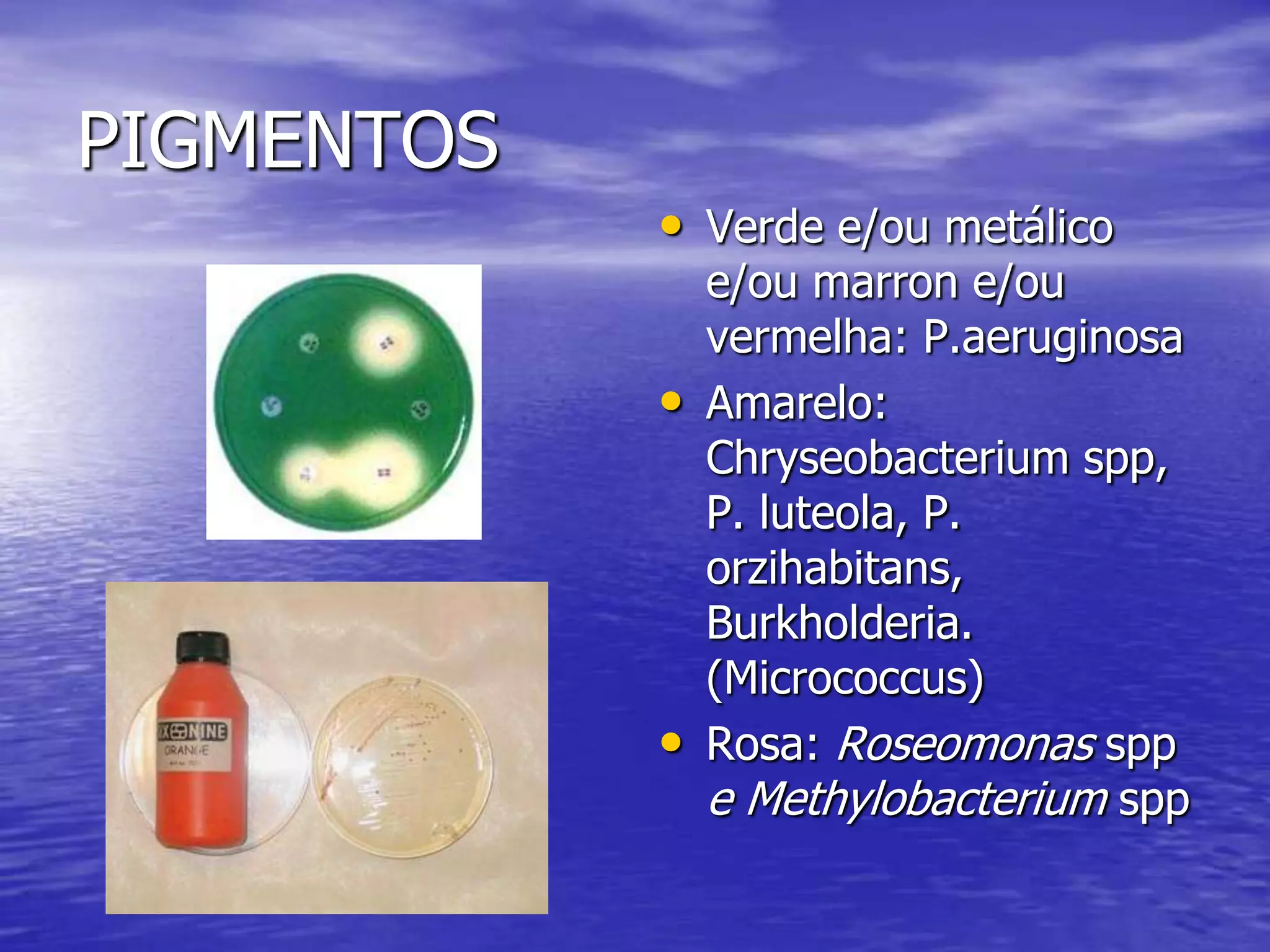 PIGMENTOSVerde e/ou metálico e/ou marron e/ou vermelha: P.aeruginosa Amarelo: Chryseobacterium spp, P. luteola, P. orzihabitans, Burkholderia. (Micrococcus)Rosa: Roseomonas spp e Methylobacterium spp
