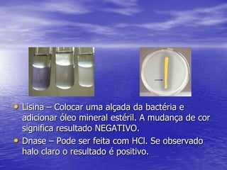 Bacilos Gram negativos não fermentadores