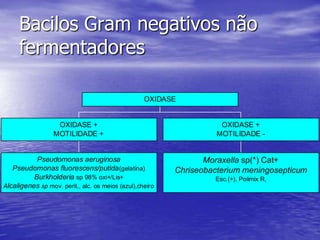 Bacilos Gram negativos não fermentadores