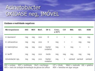Agora o Acinetobacter baumanii e o A. calcoaceticus formam um complexo e não são mais separados na identificação