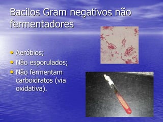 Bacilos Gram negativos não fermentadoresAeróbios;Não esporulados;Não fermentam carboidratos (via oxidativa).