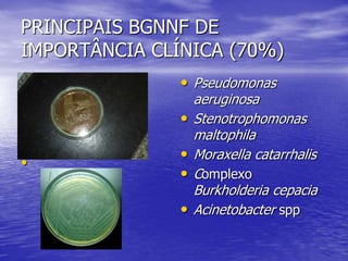 PRINCIPAIS BGNNF DE IMPORTÂNCIA CLÍNICA (70%)PseudomonasaeruginosaStenotrophomonas maltophilaMoraxellacatarrhalisComplexo BurkholderiacepaciaAcinetobacter spp