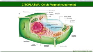 CITOPLASMA- Célula Vegetal (eucarionte)
 