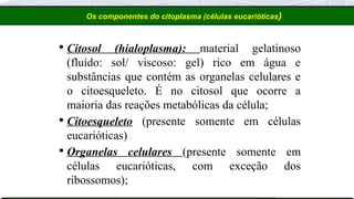 Os componentes do citoplasma (células eucarióticas)
 Citosol (hialoplasma): material gelatinoso
(fluído: sol/ viscoso: gel) rico em água e
substâncias que contém as organelas celulares e
o citoesqueleto. É no citosol que ocorre a
maioria das reações metabólicas da célula;
 Citoesqueleto (presente somente em células
eucarióticas)
 Organelas celulares (presente somente em
células eucarióticas, com exceção dos
ribossomos);
 