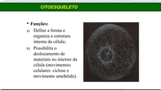 CITOESQUELETO
 Funções:
a) Define a forma e
organiza a estrutura
interna da célula;
b) Possibilita o
deslocamento de
materiais no interior da
célula (movimentos
celulares: ciclose e
movimento amebóide).
 