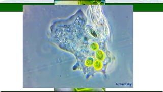  Ciclose: denominação do contínuo
movimento de organelas citoplasmáticas e
substâncias do citosol (importante para a
distribuição intracelular de substâncias);
 Movimento amebóide: formação de
pseudópodes (“falsos pés”).
CITOESQUELETO
 