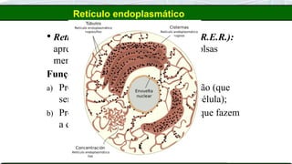 Retículo endoplasmático
 Retículo endoplasmático RUGOSO (R.E.R.):
apresentam ribossomos aderidos às bolsas
membranosas;
Funções:
a) Produção de proteínas para exportação (que
serão eliminadas para atuar fora da célula);
b) Produção de enzimas lisossômicas (que fazem
a digestão intracelular).
 
