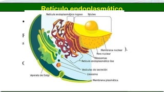Retículo endoplasmático
 Retículo endoplasmático LISO (R.E.L.): não
apresentam ribossomos.
Funções:
a) Síntese (produção) de ácidos graxos,
fosfolipídios e de esteróides (lipídios em geral).
OBS.: em células do fígado e em células das
gônadas sexuais, encontramos grande
quantidade de R.E.L.
 