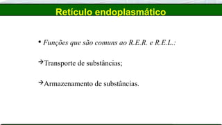  Funções que são comuns ao R.E.R. e R.E.L.:
Transporte de substâncias;
Armazenamento de substâncias.
Retículo endoplasmático
 