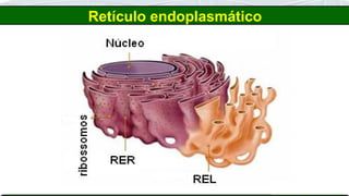 Retículo endoplasmático
 