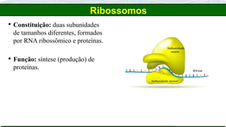 Ribossomos
 Constituição: duas subunidades
de tamanhos diferentes, formados
por RNA ribossômico e proteínas.
 Função: síntese (produção) de
proteínas.
 