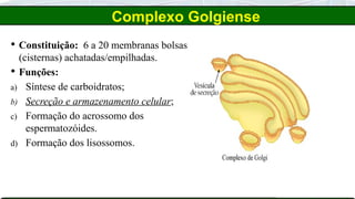Complexo Golgiense
 Constituição: 6 a 20 membranas bolsas
(cisternas) achatadas/empilhadas.
 Funções:
a) Síntese de carboidratos;
b) Secreção e armazenamento celular;
c) Formação do acrossomo dos
espermatozóides.
d) Formação dos lisossomos.
 