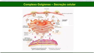 Complexo Golgiense – Secreção celular
 