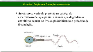  Acrossomo: vesícula presente na cabeça do
espermatozóide, que possui enzimas que degradam o
envoltório celular do óvulo, possibilitando o processo de
fecundação.
Complexo Golgiense – Formação do acrossomo
 