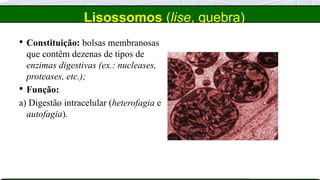 Lisossomos (lise, quebra)
 Constituição: bolsas membranosas
que contêm dezenas de tipos de
enzimas digestivas (ex.: nucleases,
proteases, etc.);
 Função:
a) Digestão intracelular (heterofagia e
autofagia).
 