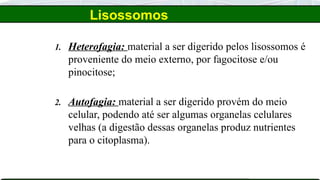 Lisossomos
1. Heterofagia: material a ser digerido pelos lisossomos é
proveniente do meio externo, por fagocitose e/ou
pinocitose;
2. Autofagia: material a ser digerido provém do meio
celular, podendo até ser algumas organelas celulares
velhas (a digestão dessas organelas produz nutrientes
para o citoplasma).
 