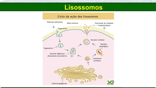 Lisossomos
 