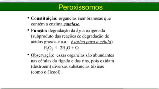 Peroxissomos
 Constituição: organelas membranosas que
contém a enzima catalase.
 Função: degradação da água oxigenada
(subproduto das reações de degradação de
ácidos graxos e a.a.; é tóxica para a célula)
H2O2  2H2O + O2
 Observação: essas organelas são abundantes
nas células do fígado e dos rins, pois oxidam
(destroem) diversas substâncias tóxicas
(como o álcool).
 