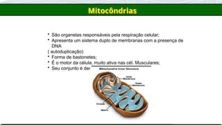 Mitocôndrias
• São organelas responsáveis pela respiração celular;
• Apresenta um sistema duplo de membranas com a presença de
DNA
( autoduplicação)
• Forma de bastonetes;
• É o motor da célula, muito ativa nas cél. Musculares;
• Seu conjunto é denominado de CONDRIOMA
 