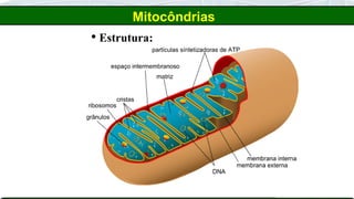  Estrutura:
Mitocôndrias
 