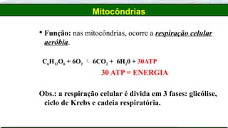 Mitocôndrias
 Função: nas mitocôndrias, ocorre a respiração celular
aeróbia.
C6H12O6 + 6O2  6CO2 + 6H20 + 30ATP
30 ATP = ENERGIA
Obs.: a respiração celular é divida em 3 fases: glicólise,
ciclo de Krebs e cadeia respiratória.
 