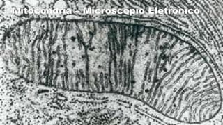 Mitocôndria – Microscópio Eletrônico
 