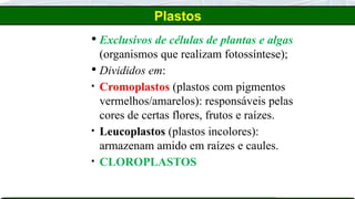Plastos
 Exclusivos de células de plantas e algas
(organismos que realizam fotossíntese);
 Divididos em:
• Cromoplastos (plastos com pigmentos
vermelhos/amarelos): responsáveis pelas
cores de certas flores, frutos e raízes.
• Leucoplastos (plastos incolores):
armazenam amido em raízes e caules.
• CLOROPLASTOS
 