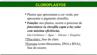 CLOROPLASTOS
 Plastos que apresentam a cor verde, por
apresentar o pigmento clorofila;
 Função: nos plastos, ocorre o processo de
fotossíntese (a clorofila capta a luz solar
com máxima eficiência).
Gás Carbônico + Água  Glicose + Oxigênio
*Tilacóides: fase do claro.
*Estroma (com ribossomos, DNA e RNA):
fase do escuro;
 