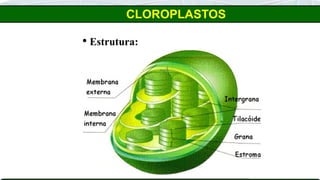 CLOROPLASTOS
 Estrutura:
 