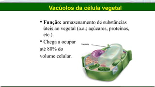 Vacúolos da célula vegetal
 Função: armazenamento de substâncias
úteis ao vegetal (a.a.; açúcares, proteínas,
etc.).
 Chega a ocupar
até 80% do
volume celular.
 