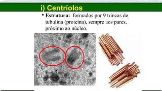 i) Centríolos
 Estrutura: formados por 9 trincas de
tubulina (proteína), sempre aos pares,
próximo ao núcleo.
 
