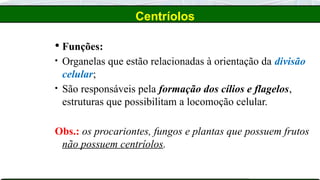 Centríolos
 Funções:
• Organelas que estão relacionadas à orientação da divisão
celular;
• São responsáveis pela formação dos cílios e flagelos,
estruturas que possibilitam a locomoção celular.
Obs.: os procariontes, fungos e plantas que possuem frutos
não possuem centríolos.
 