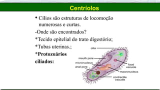  Cílios são estruturas de locomoção
numerosas e curtas.
-Onde são encontrados?
*Tecido epitelial do trato digestório;
*Tubas uterinas.;
*Protozoários
ciliados:
Centríolos
 
