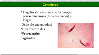  Flagelos são estruturas de locomoção
pouco numerosas (às vezes únicas) e
longas.
-Onde são encontrados?
*Espermatozóides;
*Protozoários
flagelados:
Centríolos
 