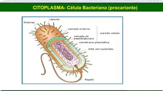 CITOPLASMA- Célula Bacteriana (procarionte)
 
