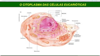O CITOPLASMA DAS CÉLULAS EUCARIÓTICAS
 