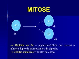 MITOSE
46
46
462n
2n
2n
→ Diplóide ou 2n = organismo/célula que possui o
número duplo de cromossomos da espécie;
→ Células somáticas = células do corpo.
 