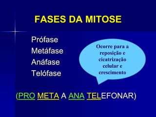 FASES DA MITOSE
Prófase
Metáfase
Anáfase
Telófase
(PRO META A ANA TELEFONAR)
Ocorre para a
reposição e
cicatrização
celular e
crescimento
 
