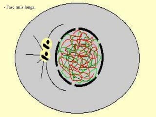 - Fase mais longa;
 