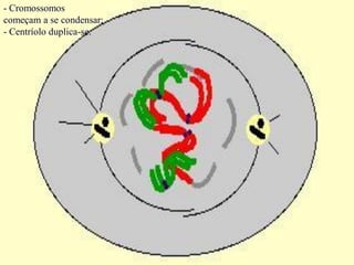 - Cromossomos
começam a se condensar;
- Centríolo duplica-se.
 