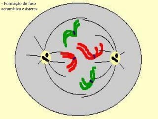 - Formação do fuso
acromático e ásteres
 