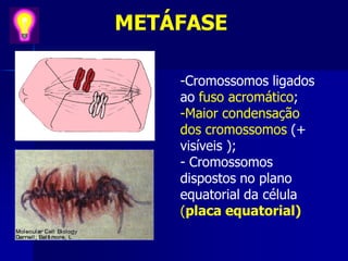 METÁFASE
-Cromossomos ligados
ao fuso acromático;
-Maior condensação
dos cromossomos (+
visíveis );
- Cromossomos
dispostos no plano
equatorial da célula
(placa equatorial)
 