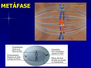 METÁFASE
 