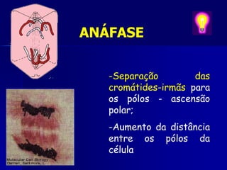 ANÁFASE
-Separação das
cromátides-irmãs para
os pólos - ascensão
polar;
-Aumento da distância
entre os pólos da
célula
 