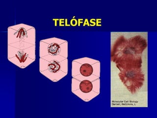 TELÓFASE
 
