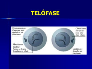 TELÓFASE
 